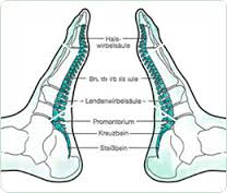 Anwendungsgebiete der Fußreflexzonentherapie