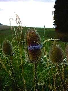 Phytopharmaka