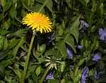 Taraxacum officinalis Löwenzahn