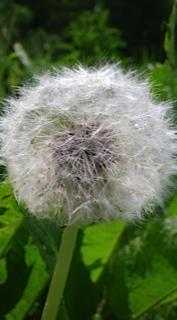  Taraxacum officinalis, Löwenzahn