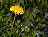 Taraxacum officinalis, Löwenzahn