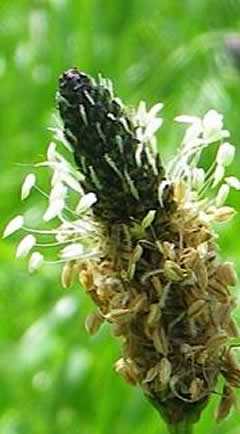 Plantago lanceolata (Spitzwegerich)