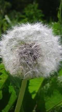 Taraxacum officinalis, Löwenzahn