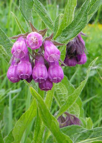  Symphytum officinalis, Beinwell