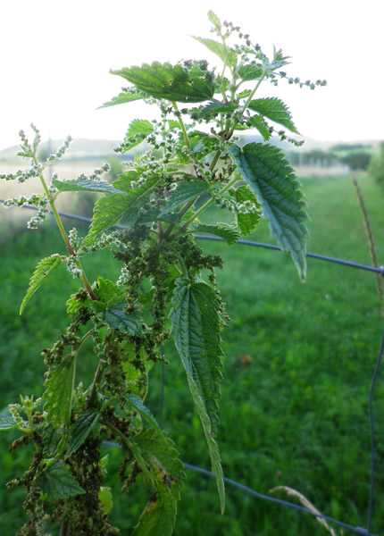 Urticaria dioica, Brennessel